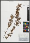 Foto von Salix alba L.
